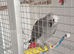 African grey