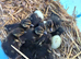 Mallard ducklings