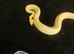 Lavender albino royal pythons