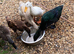Indian runner / Cayuga duckling Northampton