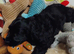 COCKER SPANIEL PUPS IN NI ONLY ONE REMAINING