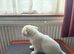 Fluffy little darling