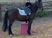 15.3hh chunky tb gelding