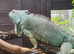 Axanthic Iguana Iguana
