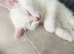 Turkish Angora