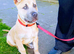 presa x mastiff puppy