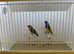 Pair of Gouldian Finches For Sale