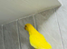 Baby yellow Ringneck
