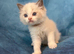 SUPER CUTE GCCF BLUE BI COLOUR RAGDOLL KITTENS.
