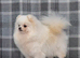 Adult female Pomeranian for sale.