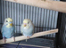 Budgies