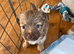 Jack x chi puppies!