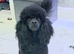 Toy poodle male