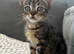 Beautiful Kittens