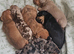 4 beautiful dachshund puppies for sale
