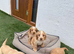 Cocker spaniel puppies