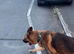 German Shepherd Male Available