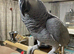 African Grey Female 3 year old