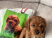 Ruby male cavalier King Charles spaniel