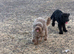 Toy Labradoodles