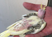 Baby Cockateils for sale