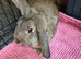 Female French lop cross