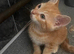 Kittens for rehome