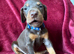 Non RKC reg Dobermans