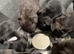 Kc blue/red staffy puppy’s