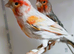 2 x Red mosaic canaries