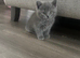 British shorthair and longhair kittens available