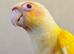 Hand Reared Lutino Conure Baby