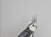 Breeding pairs of cockatiels for sale.