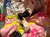 Traditional Jack Russell Puppies