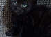Kitten Black Male 8 weeks