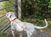 Johnson American Bulldog ** STUD **
