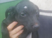 Perfect patterdales ready now
