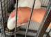 Tame umbrella cockatoo