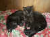 Black bengal (Alice) approx 2 years