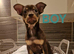 3 chocolate and tan Chihuahua puppies