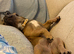 Want a French female bulldog for my 6 month old frenchie!