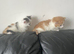Norwegian forest mix