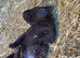 Chocolate Labradors