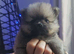 Wonderful female dogs are looking for a new home