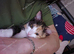 Female kitten