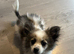 Pomchi boy for sale