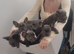 French bulldog puppies