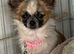 Merle Chihuahua puppies