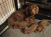 Beautiful chocolate & tan miniature dachshunds