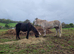 Beautiful yearling Filly For Sale